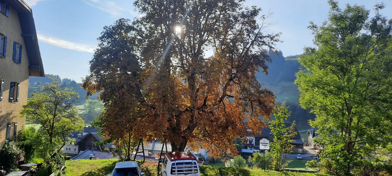 Blick über das Dorf Gunzesried mit Herbstbaum und Bergen